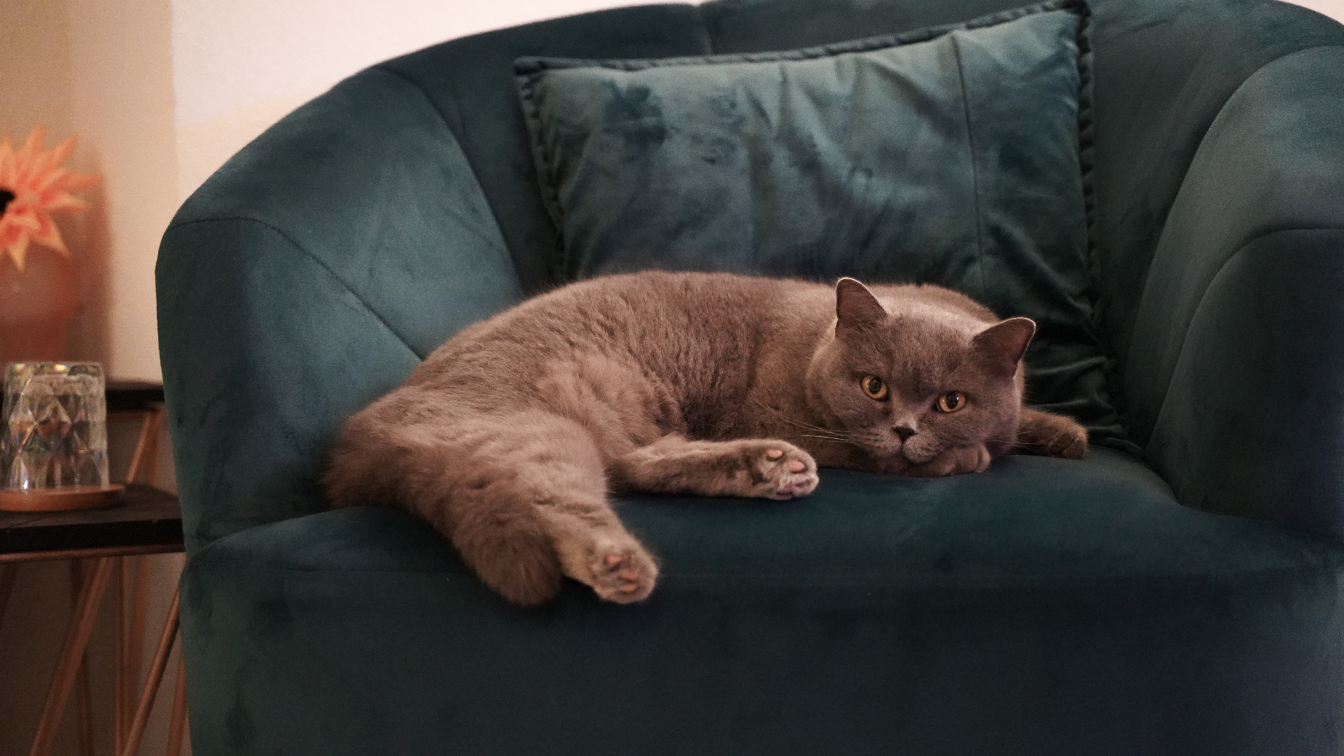 Katze in einem Samtsessel — häusliche Atmosphäre im Wiesbaden SPA